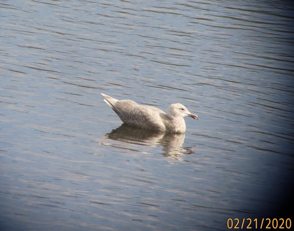 Glaucous-winged Gull - ML211365991