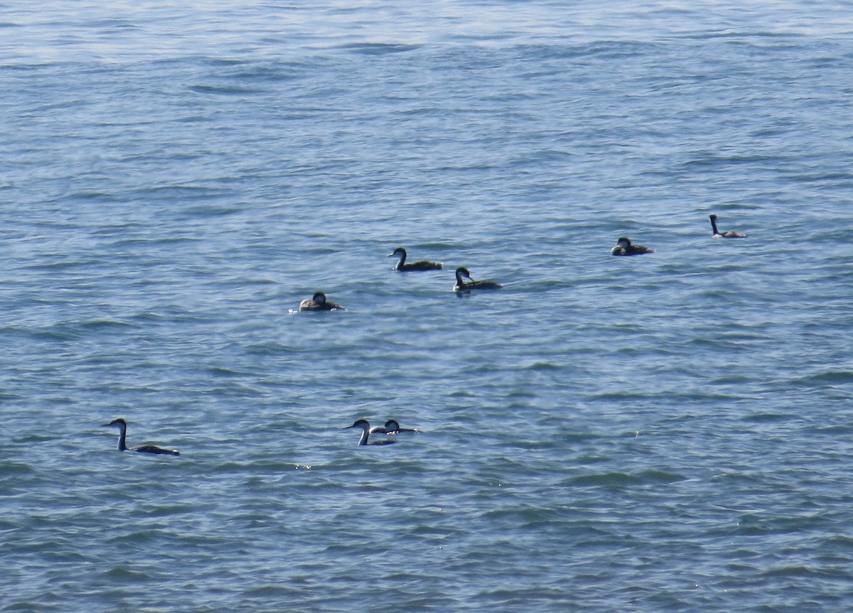 Western Grebe - ML211367701