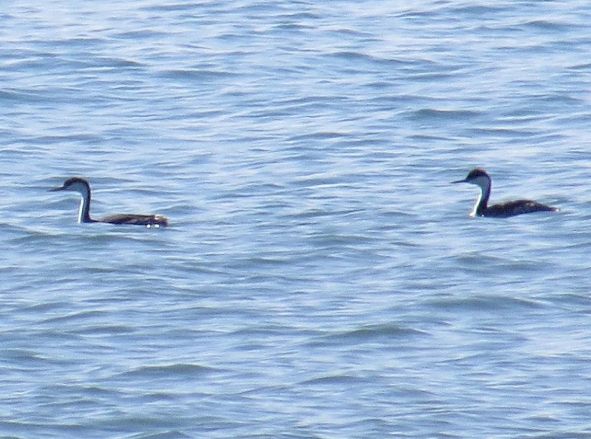 Western Grebe - ML211367711