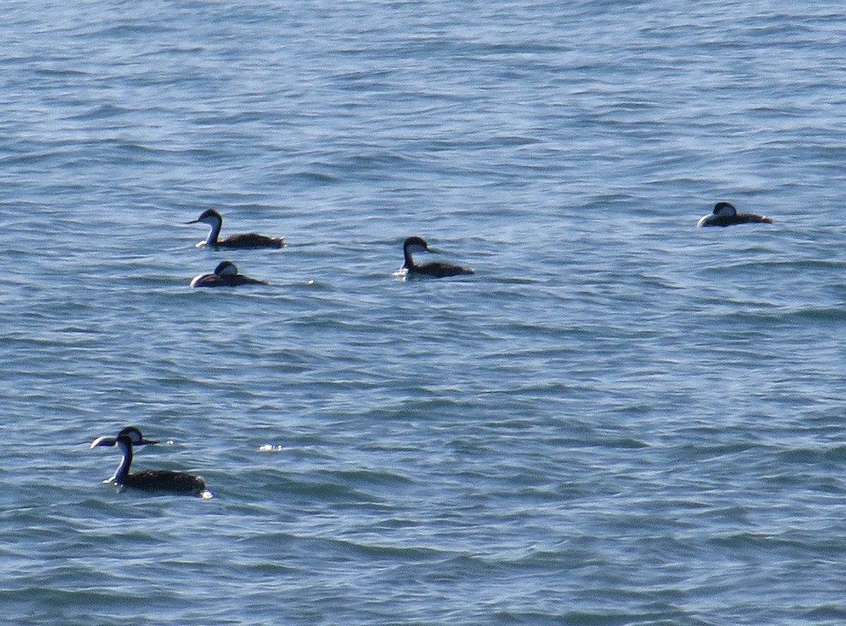 Western Grebe - ML211367721