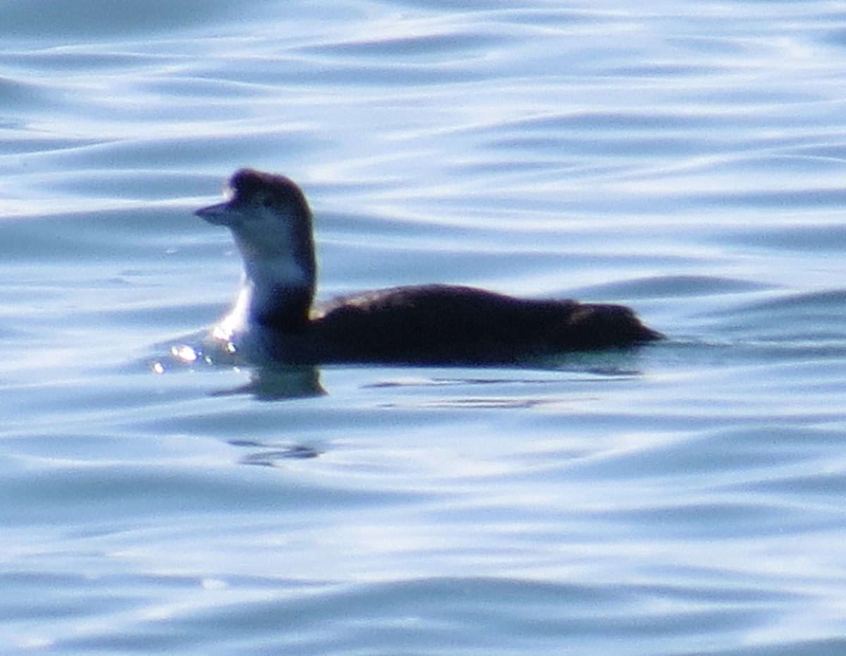 Common Loon - ML211367831