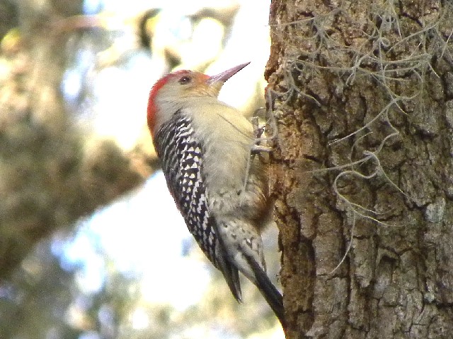 Red-bellied Woodpecker - Roy E. Peterson