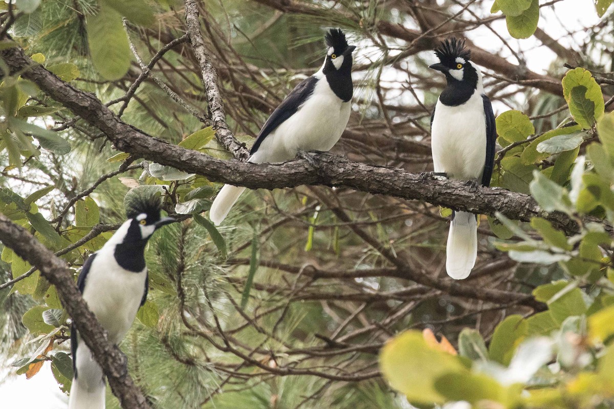 Tufted Jay - ML211367971