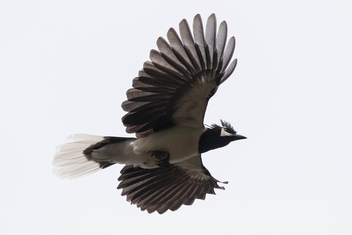 Tufted Jay - ML211368091