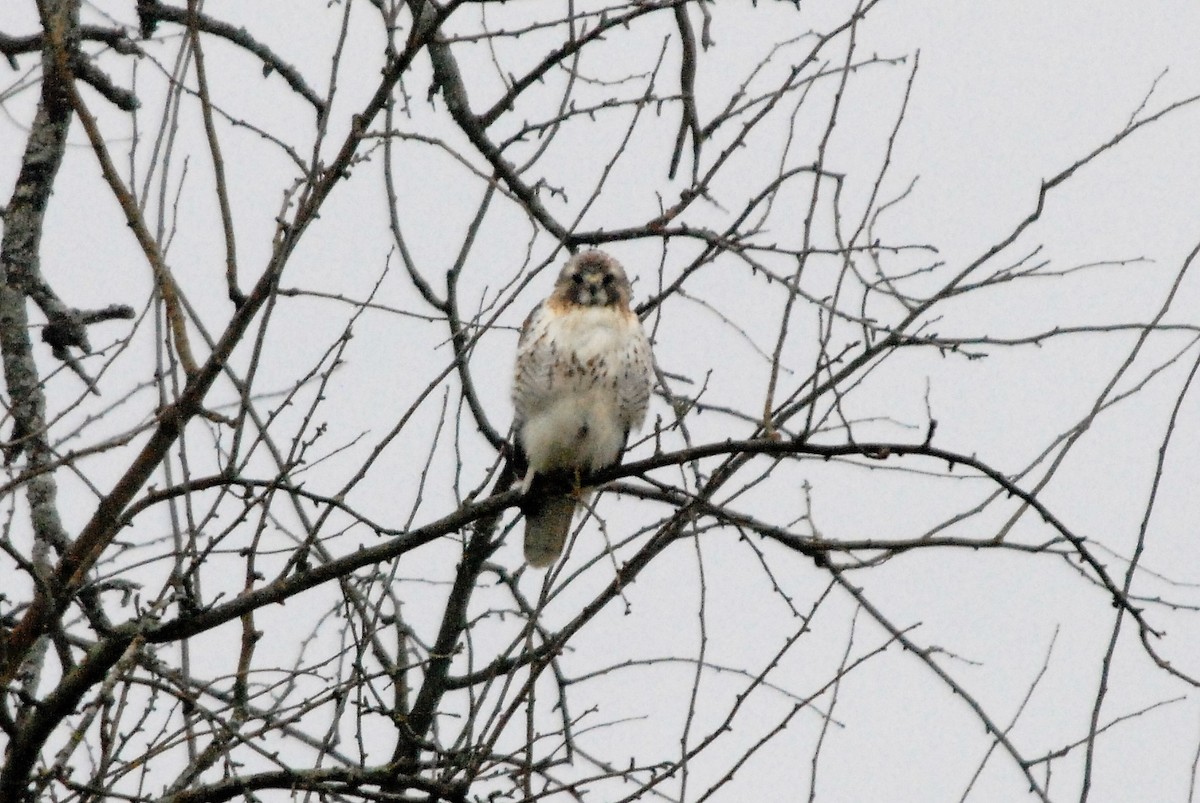 Red-tailed Hawk - ML211368671