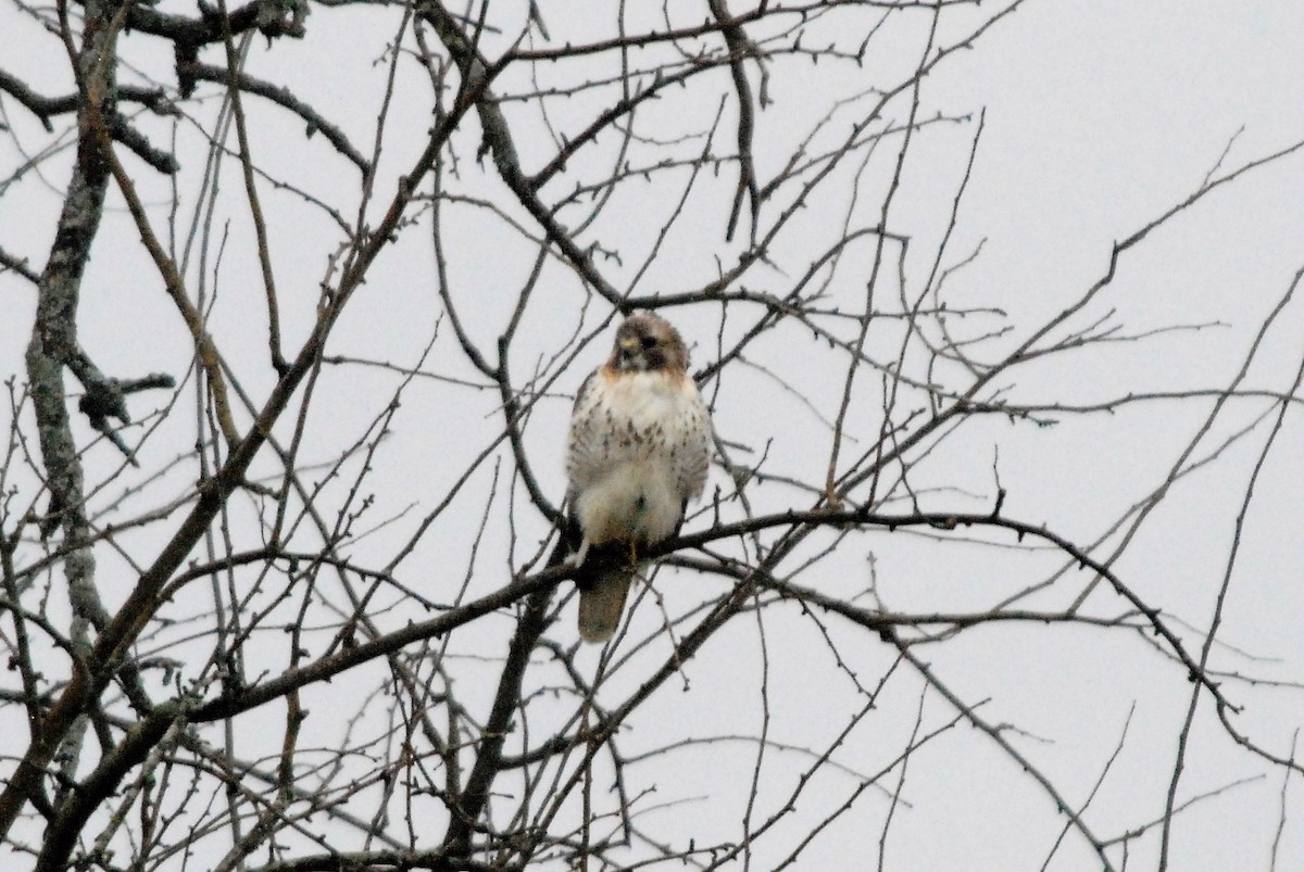 Red-tailed Hawk - ML211368681