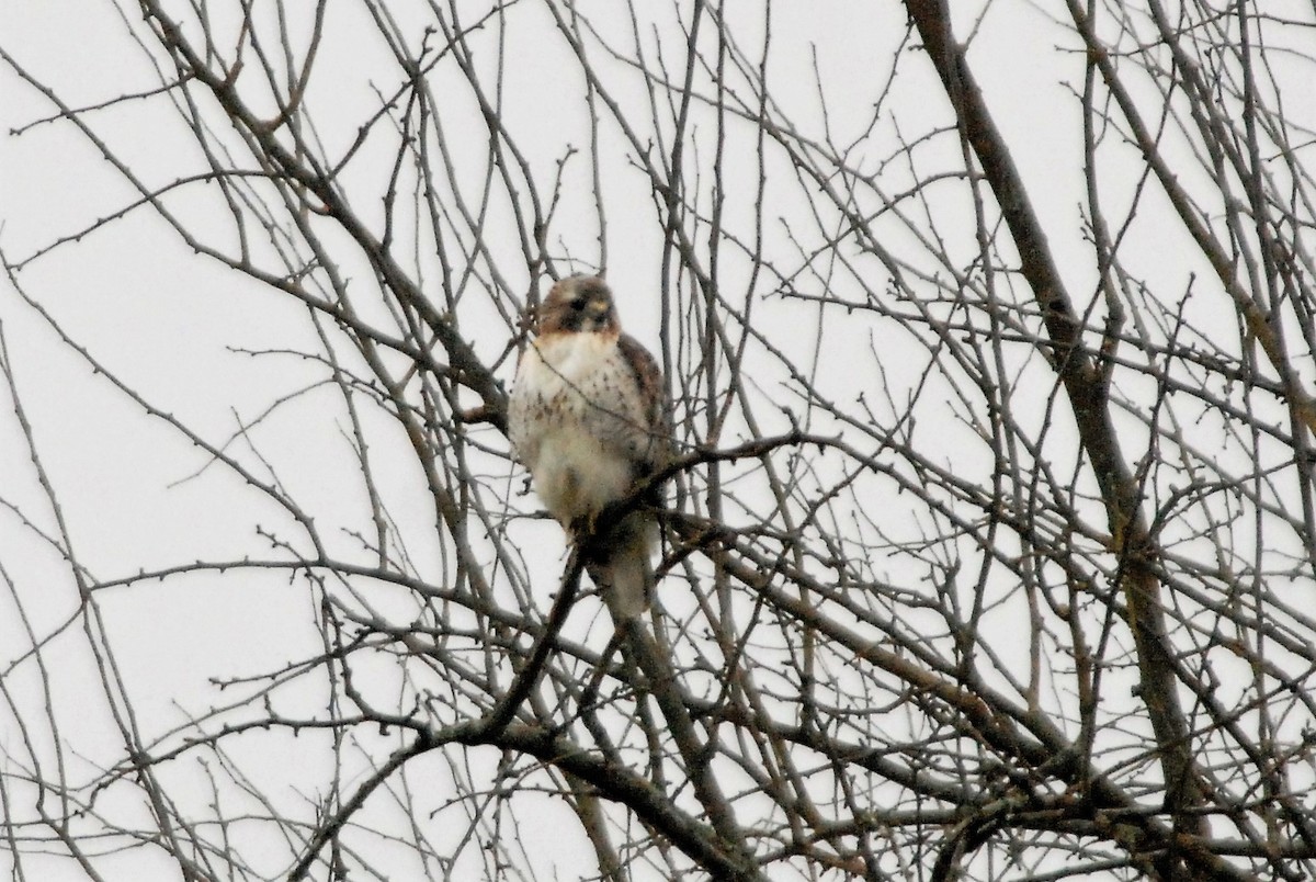 Red-tailed Hawk - ML211368691