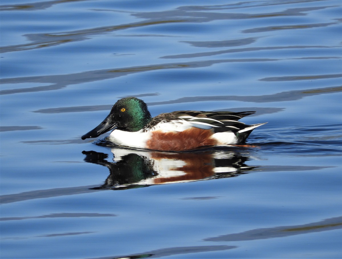 Northern Shoveler - brendan galvin