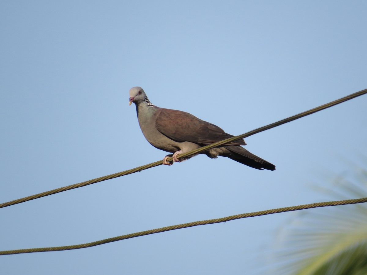 Nilgiri Wood-Pigeon - Eveny Luis