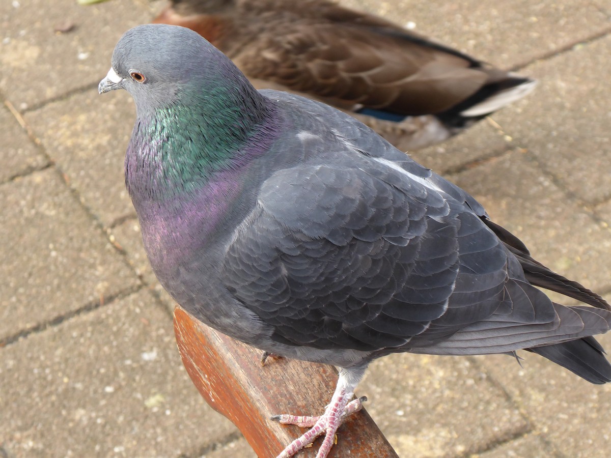 Rock Pigeon (Feral Pigeon) - ML211370981
