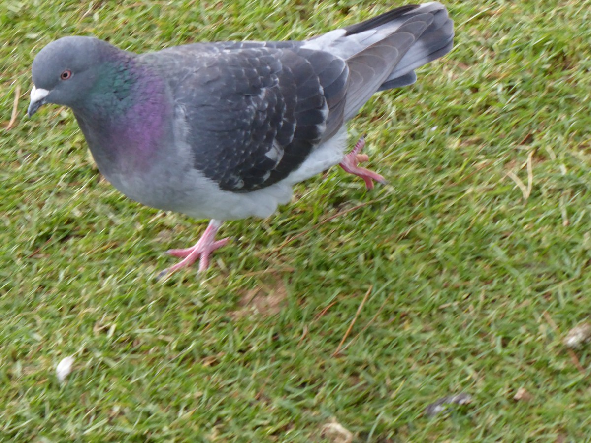 Pigeon biset (forme domestique) - ML211371001