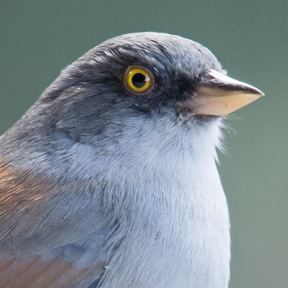 Yellow-eyed Junco - Randy Dzenkiw