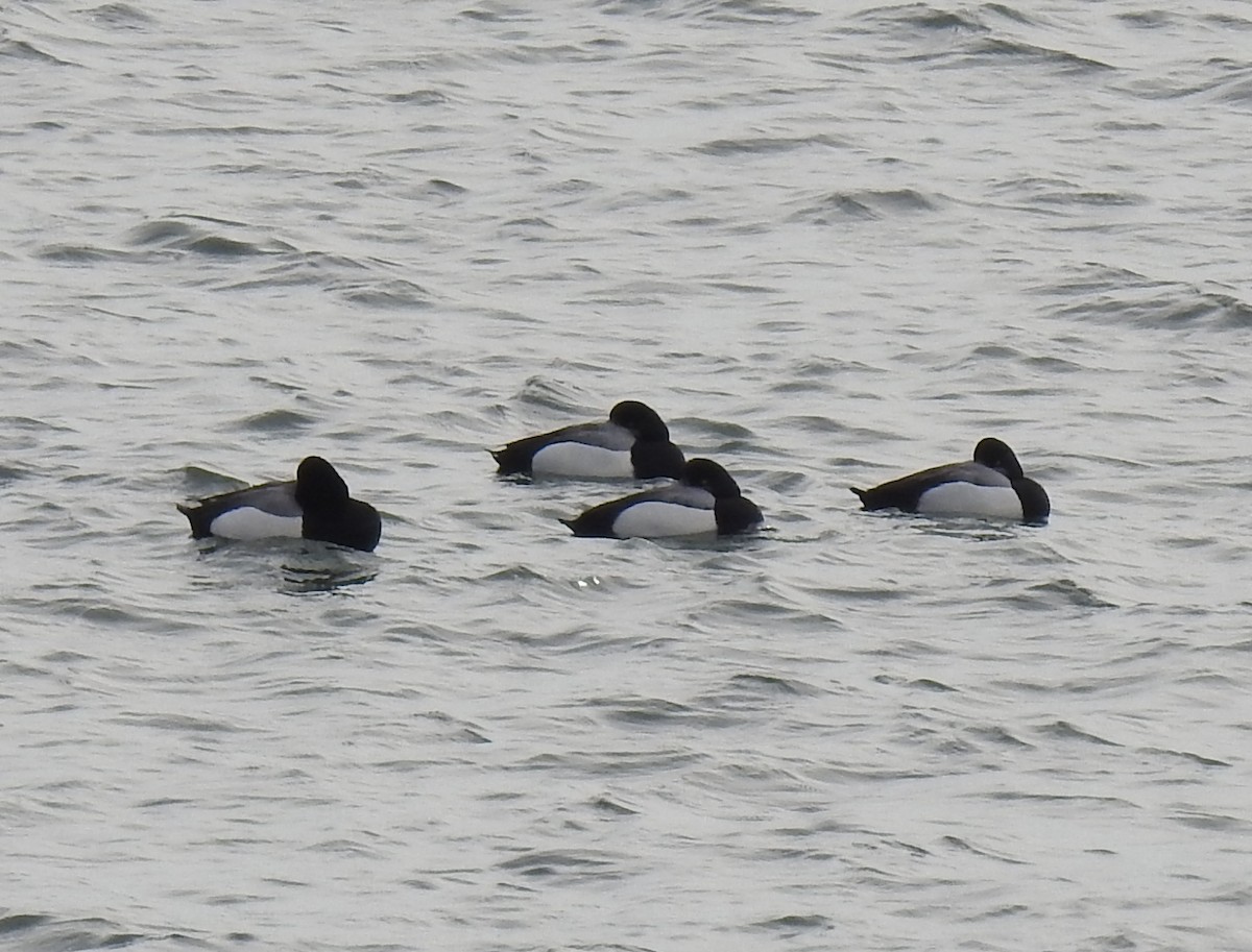 Greater Scaup - ML211373911