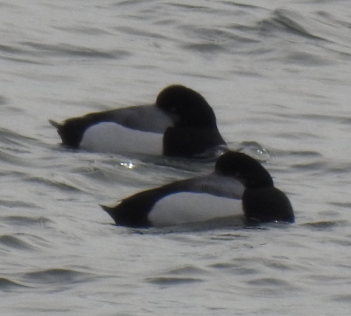 Greater Scaup - ML211374011