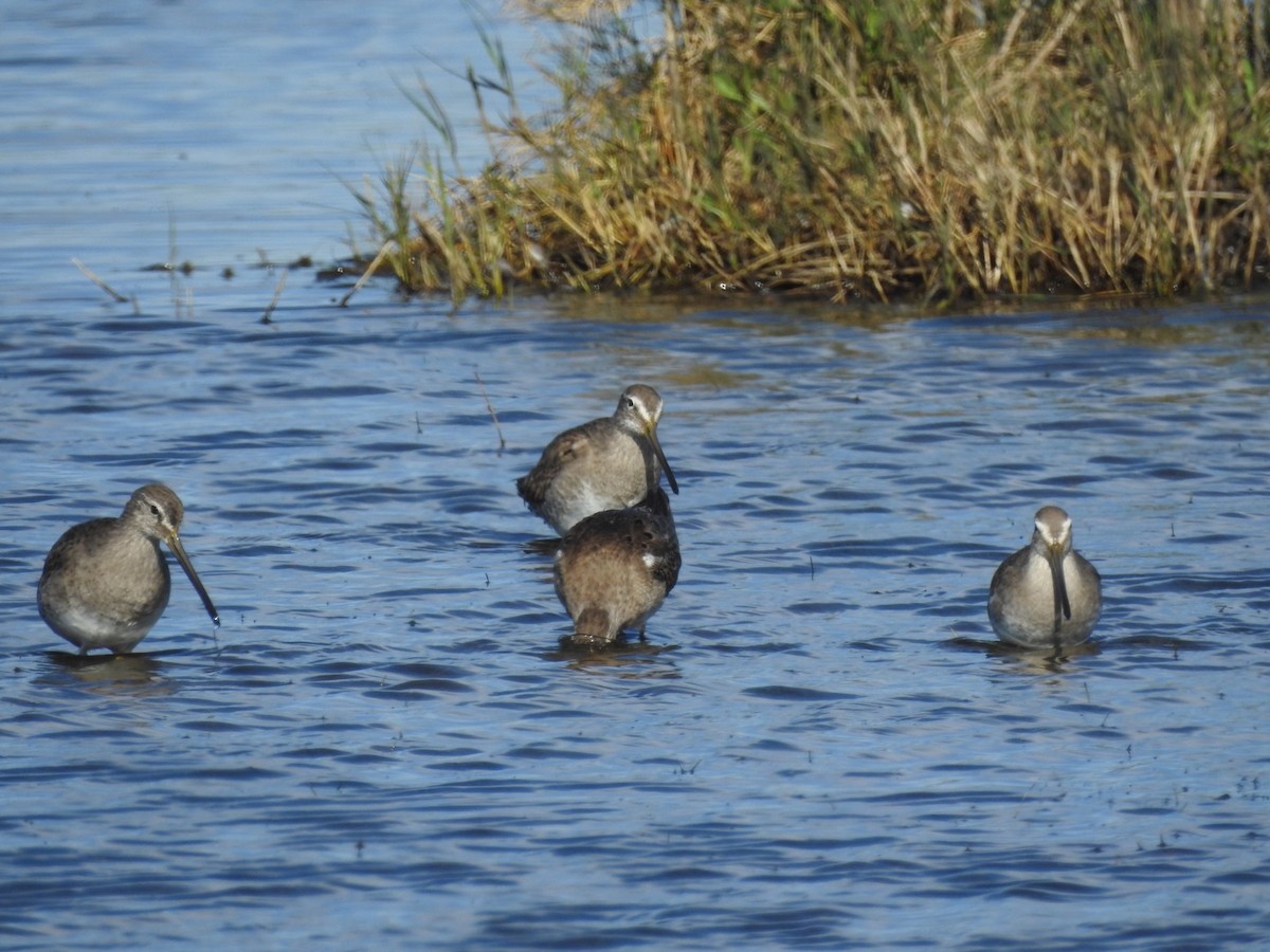 langnebbekkasinsnipe - ML211375121