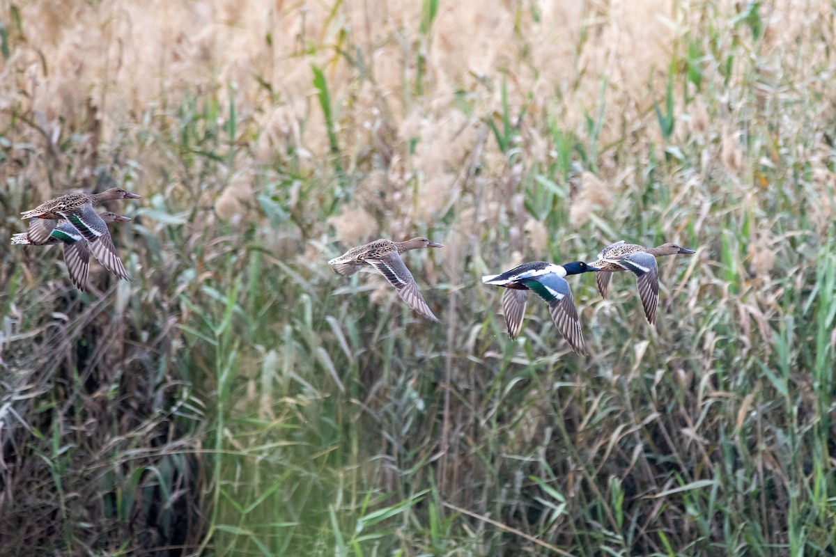 Northern Shoveler - Nikos Mavris