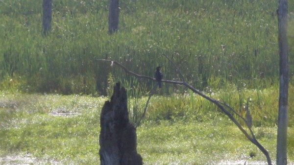 Anhinga d'Amérique - ML21137571