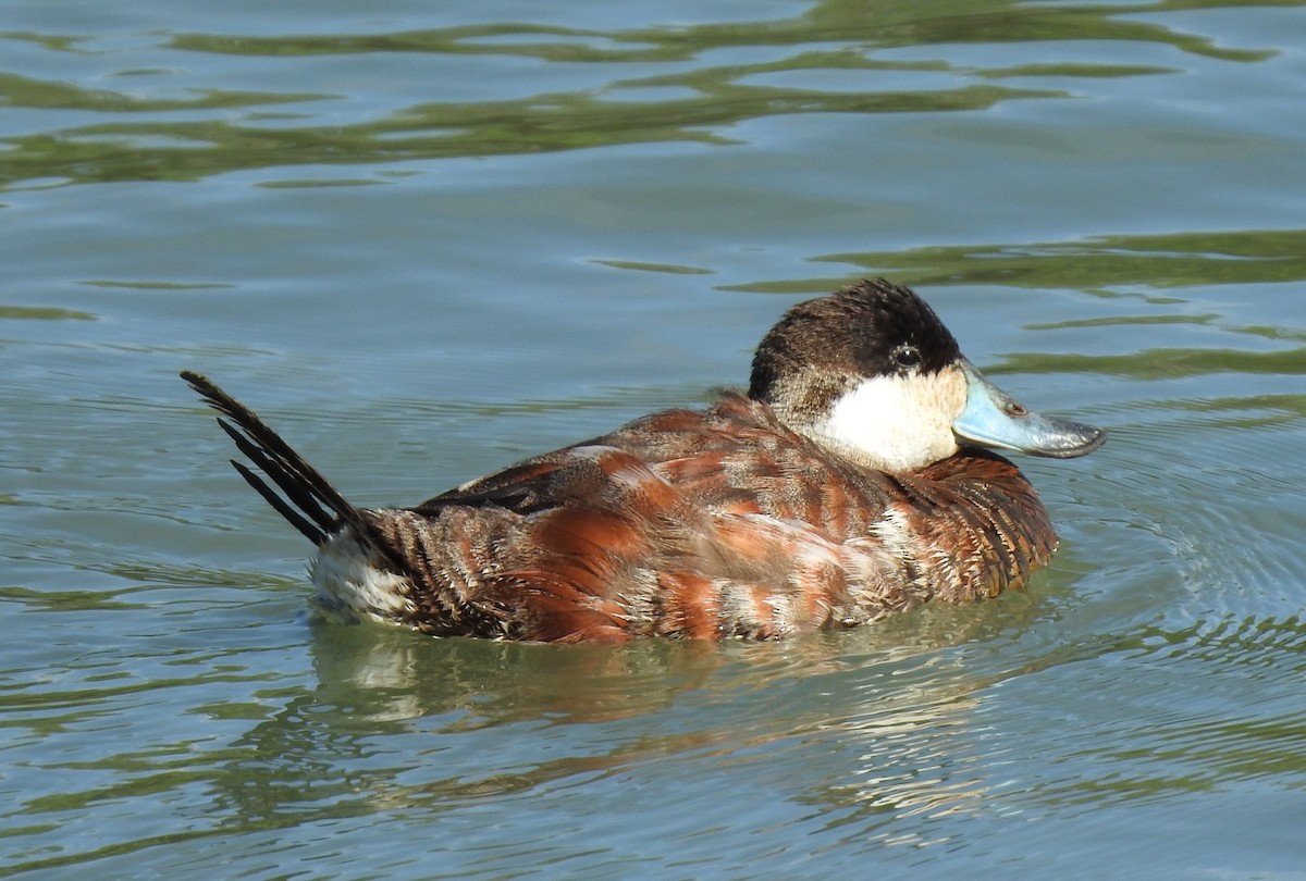 Ruddy Duck - ML211375781