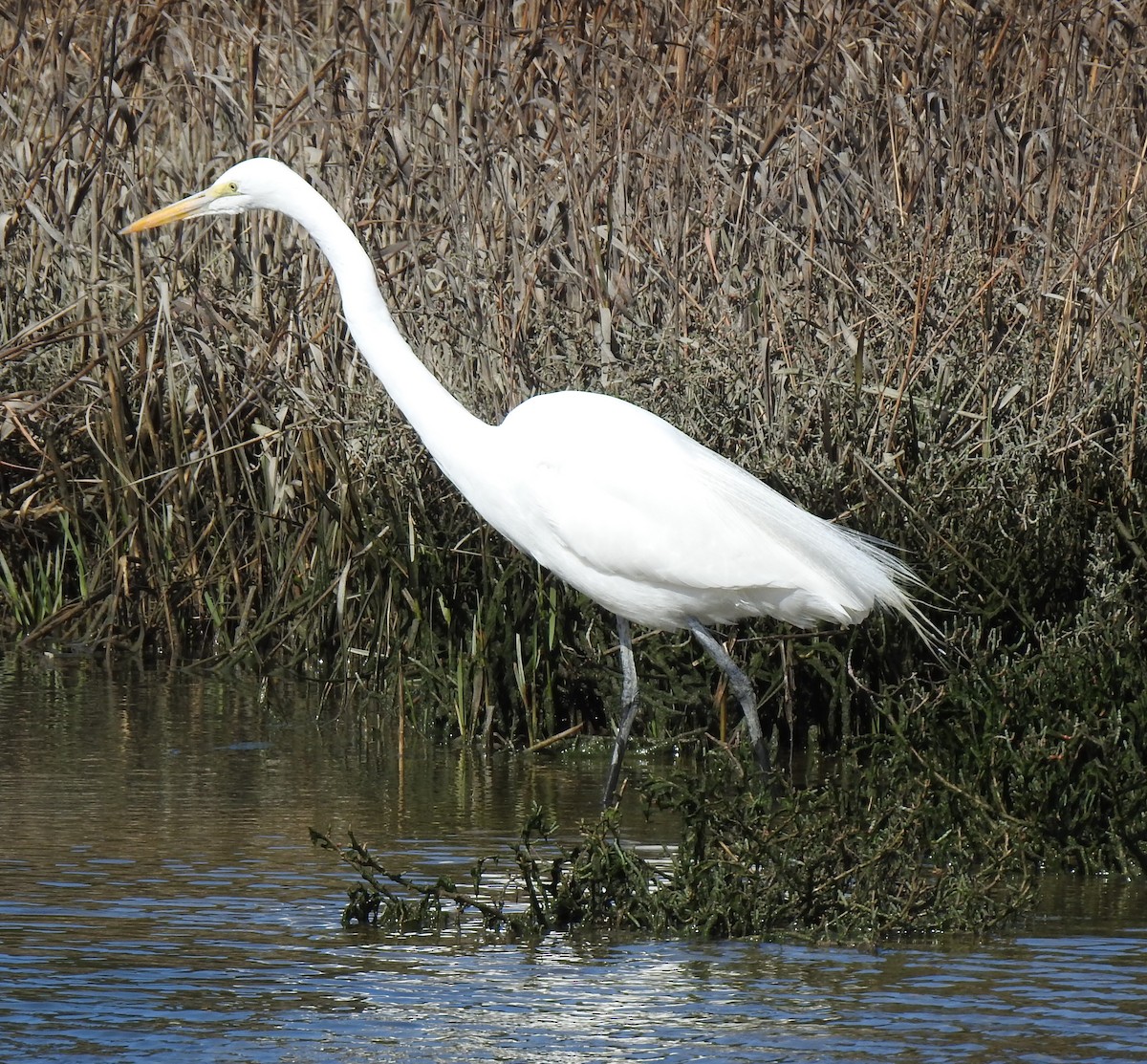 Great Egret - ML211376011