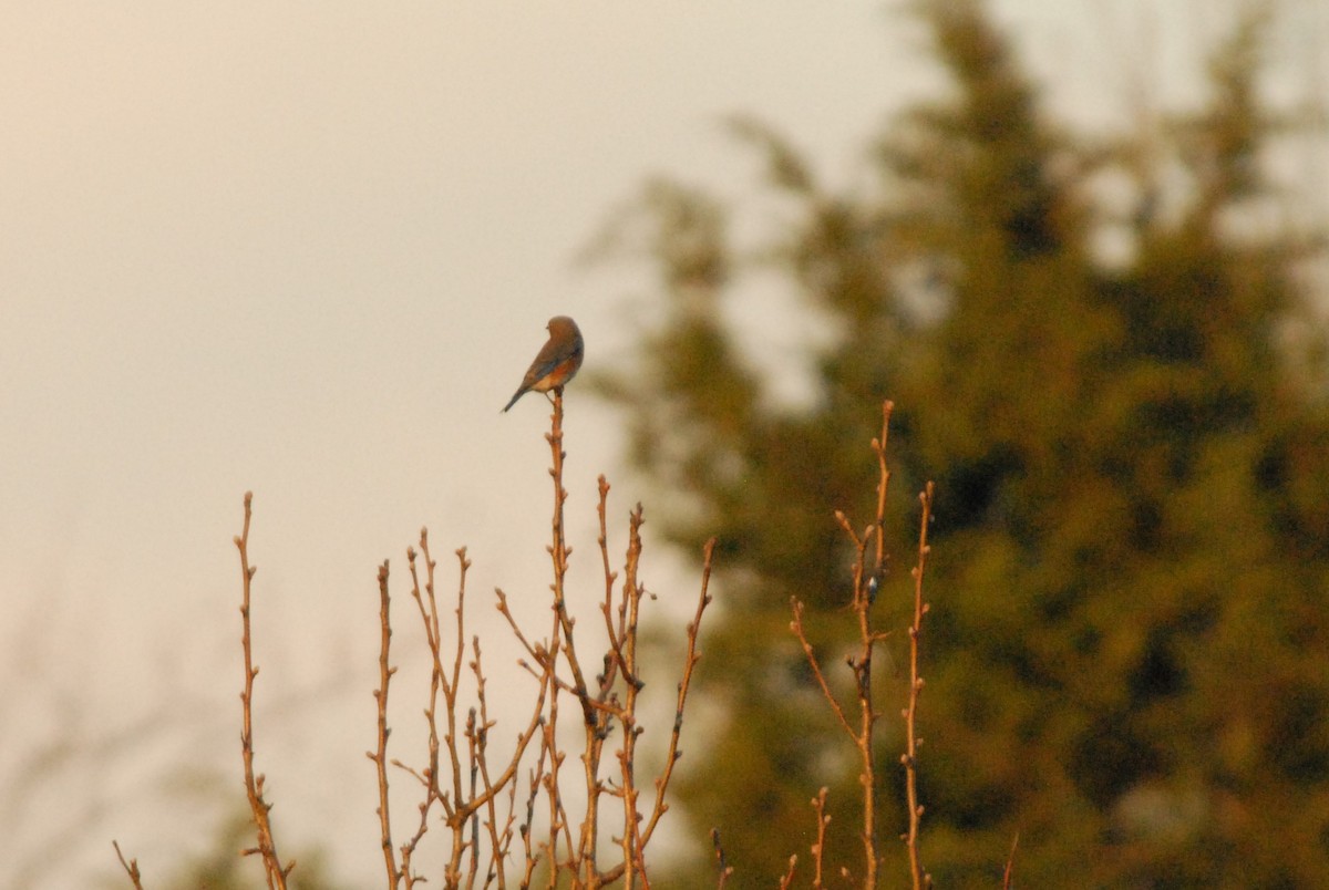 Eastern Bluebird - ML211377161