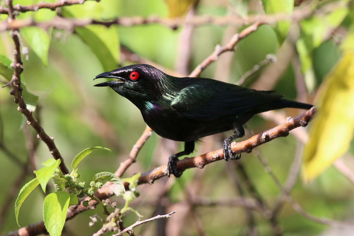 Metallic Starling - ML211378811