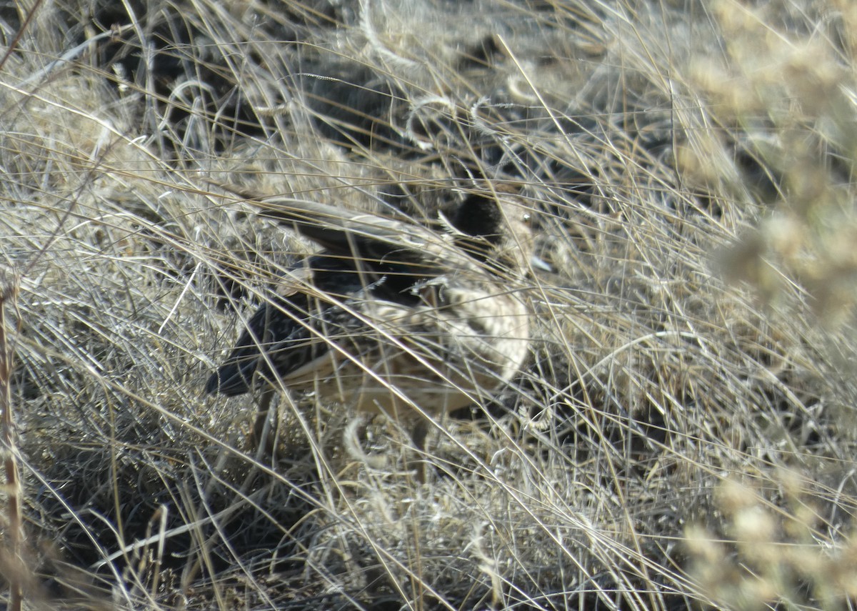 Green-winged Teal - ML211379831