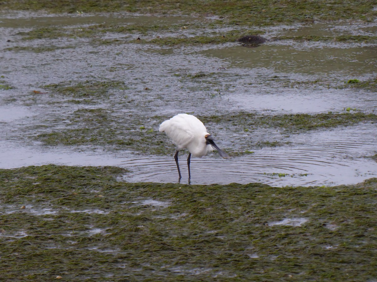 Royal Spoonbill - ML211381001