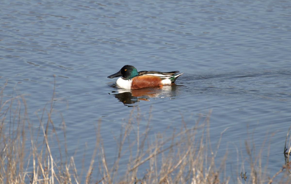 Northern Shoveler - ML211381401