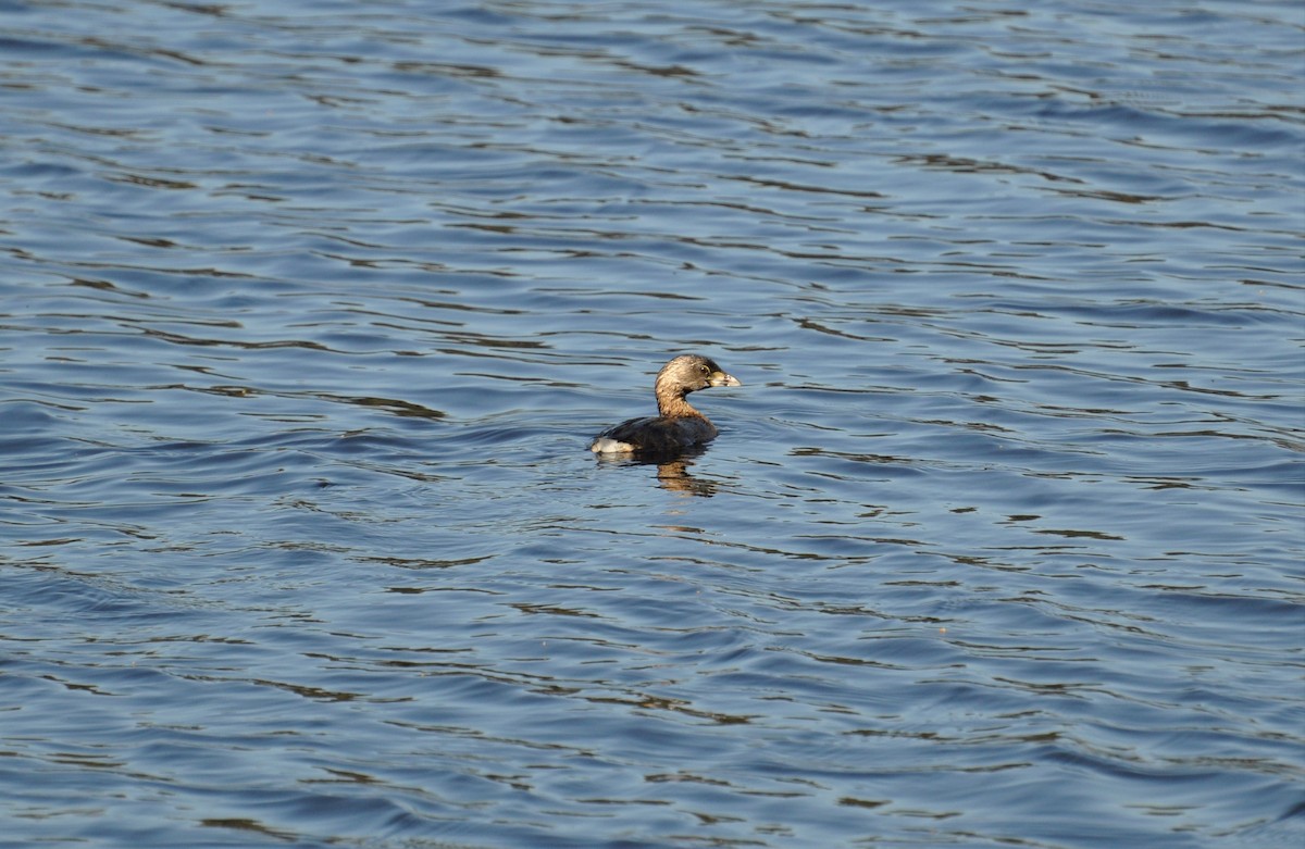 Pied-billed Grebe - Paul Galvin