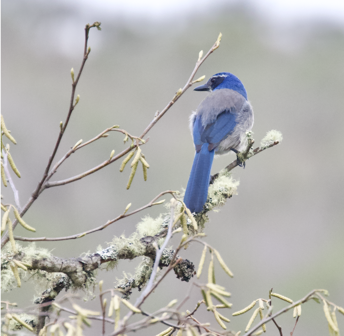 California Scrub-Jay - ML211383741