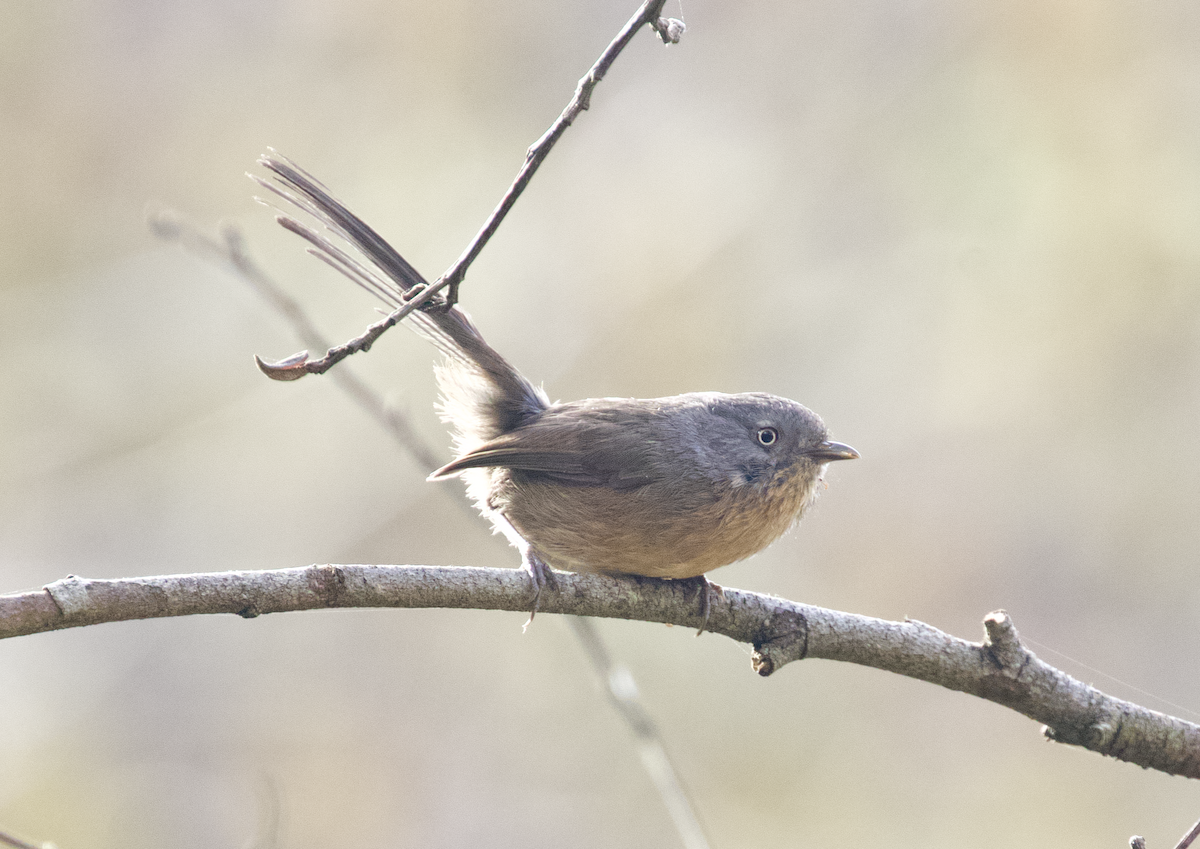 Wrentit - ML211383781