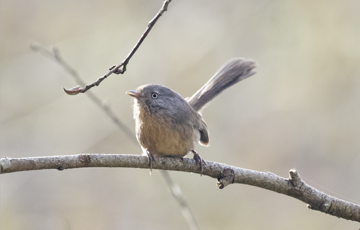 Wrentit - ML211383801
