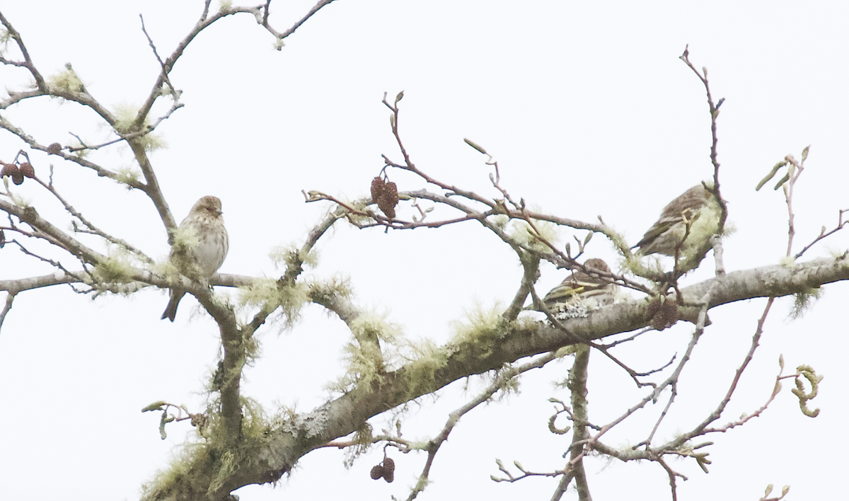 Pine Siskin - ML211383881