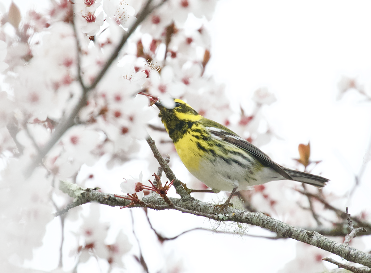 Townsend's Warbler - ML211383891