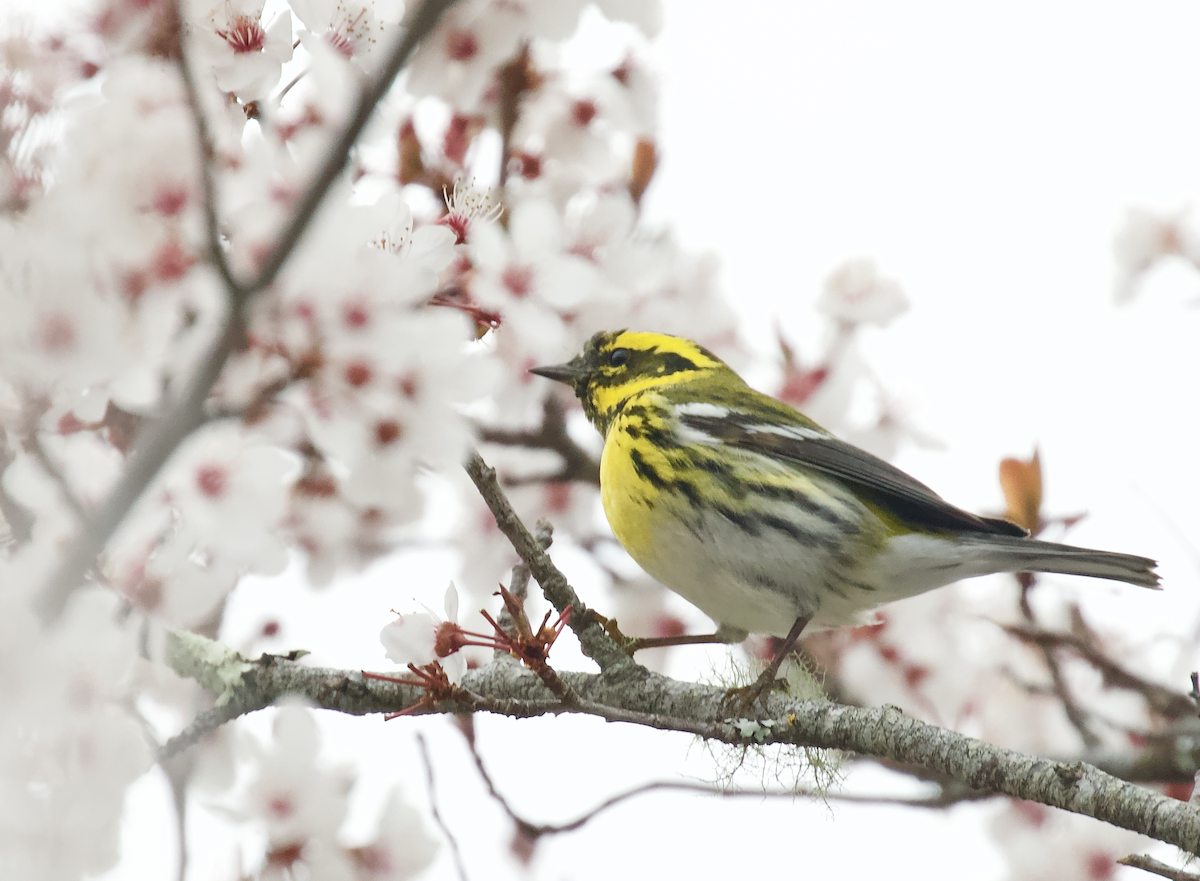 Townsend's Warbler - ML211383911