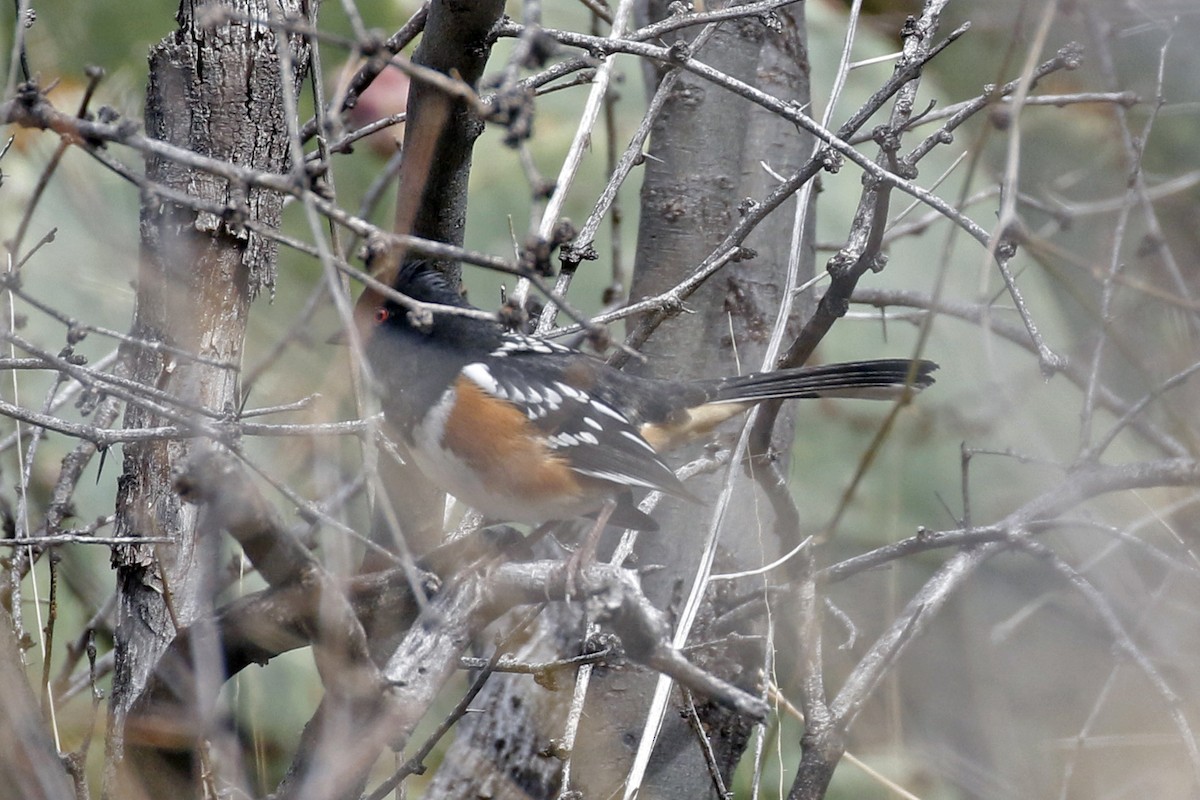 Spotted Towhee - ML211386131