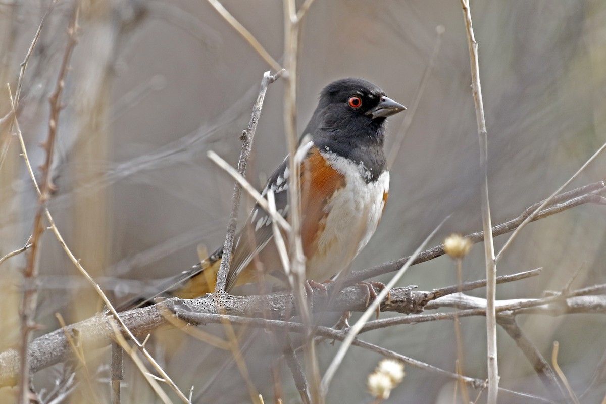 Spotted Towhee - ML211386151