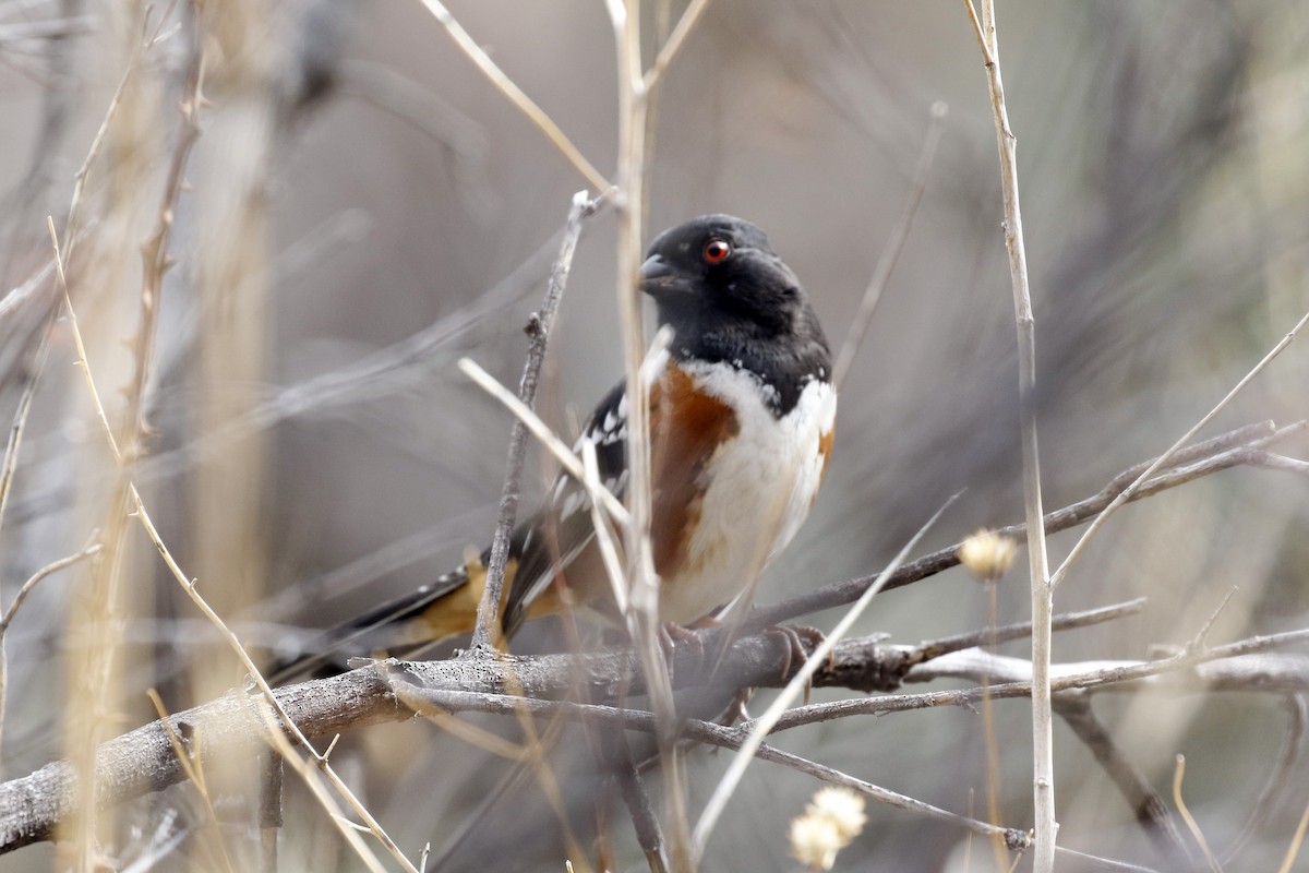 Spotted Towhee - ML211386171