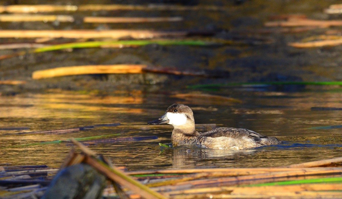 Ruddy Duck - ML211387191