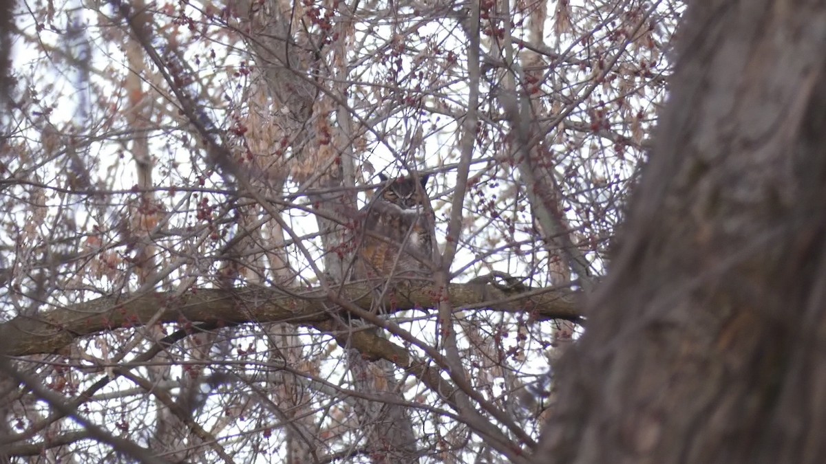 Great Horned Owl - ML211387501