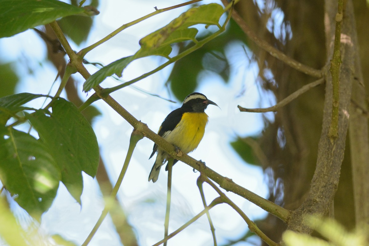 Bananaquit - ML21138821