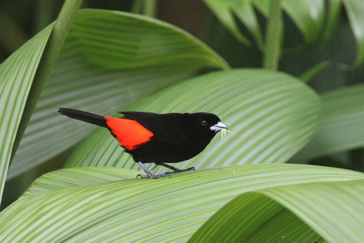 Scarlet-rumped Tanager (Passerini's) - ML211388361