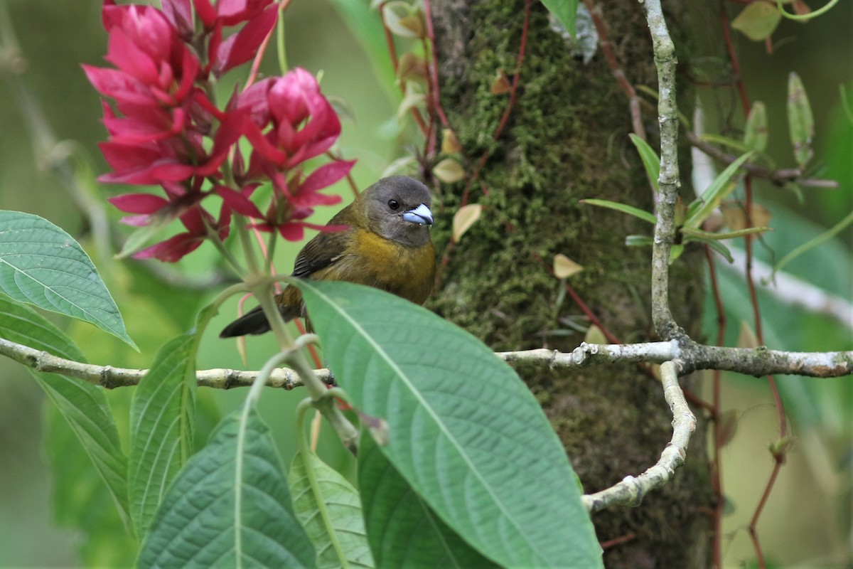 Scarlet-rumped Tanager (Passerini's) - ML211388371