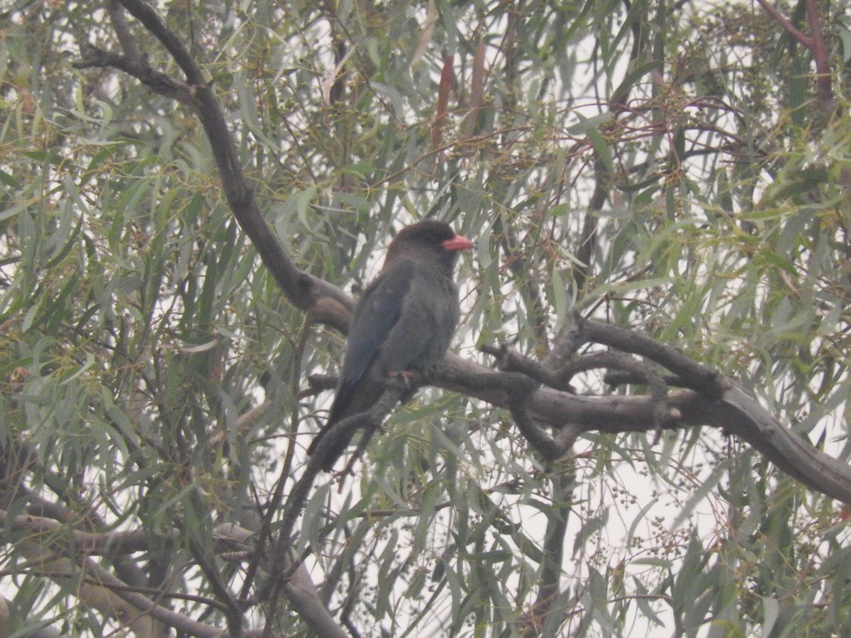 Dollarbird - ML211389161