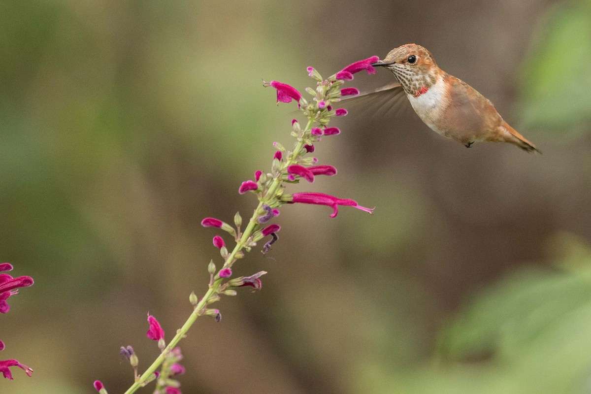 Rufous Hummingbird - ML211390381