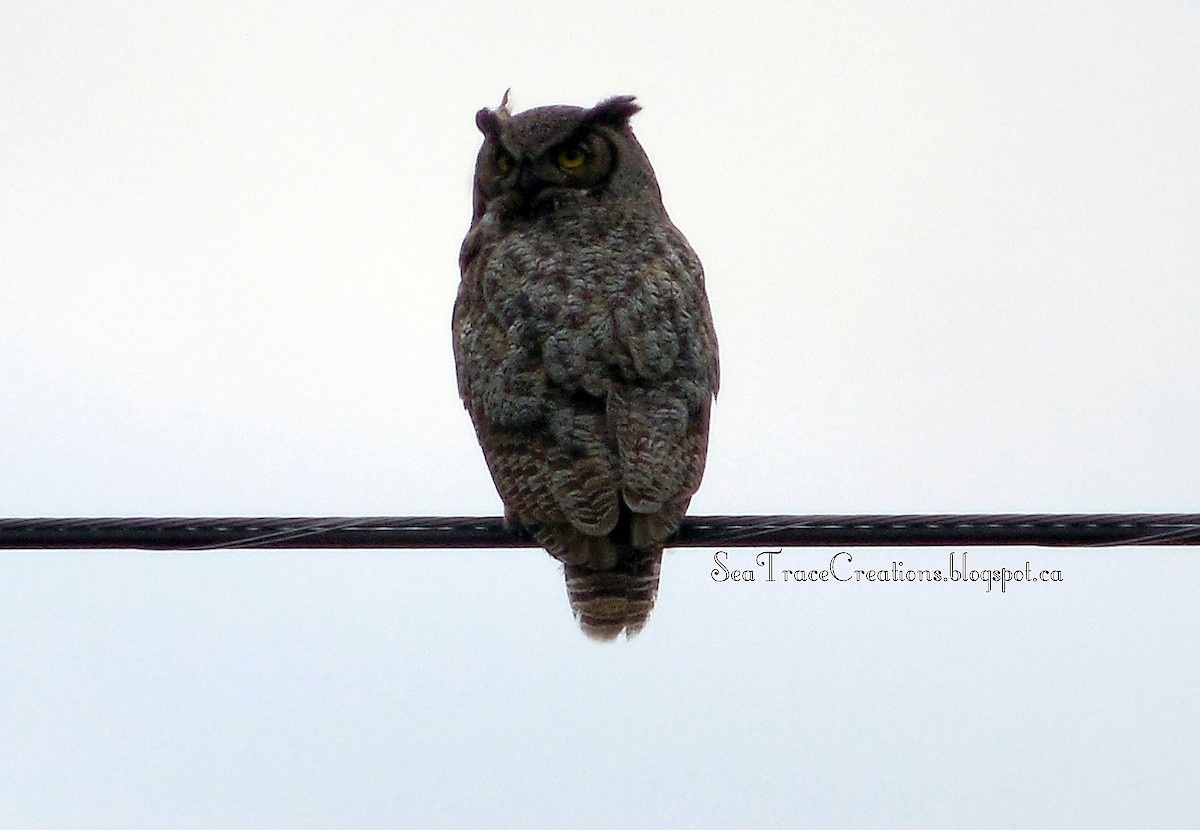 Great Horned Owl - ML21139061