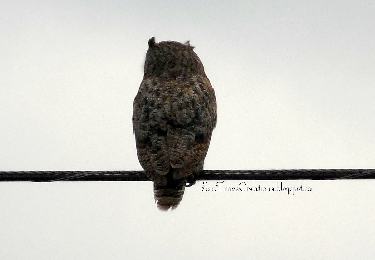 Great Horned Owl - ML21139071