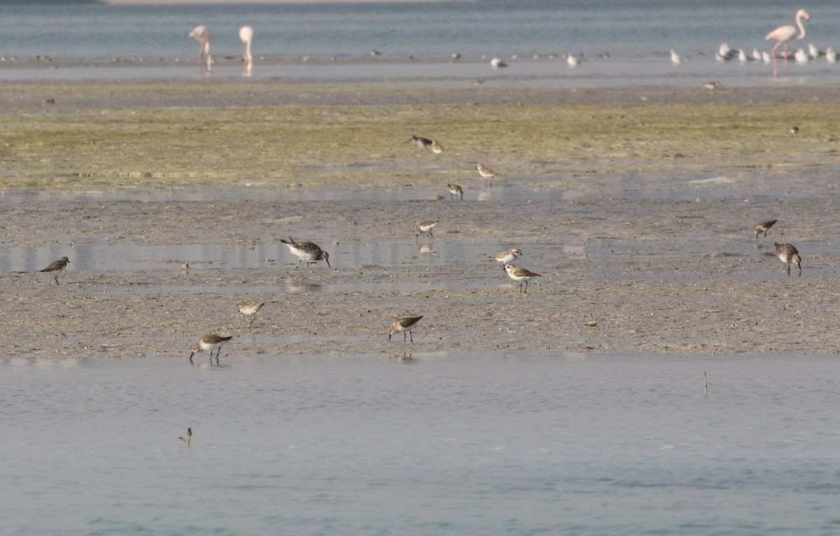 Great Knot - ML211390791