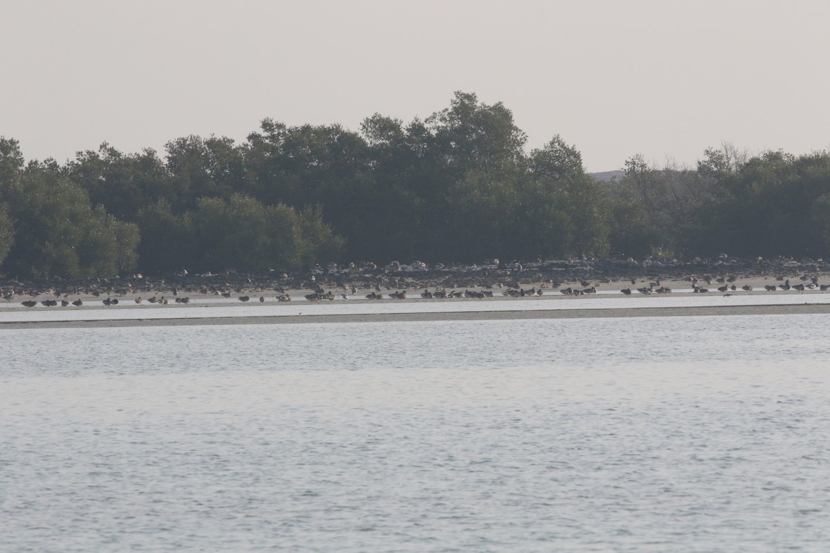 Mallard - ML211390801