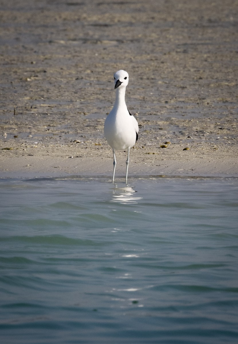 Crab-Plover - ML211390971